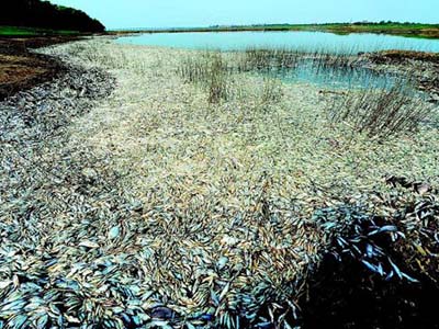 府河死鱼.jpg